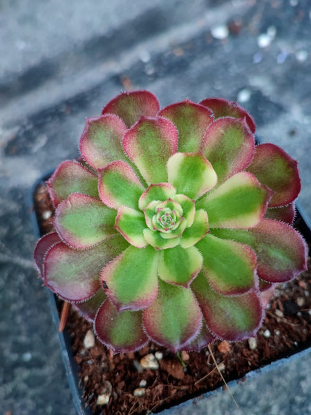 Aeonium Mardi Gras