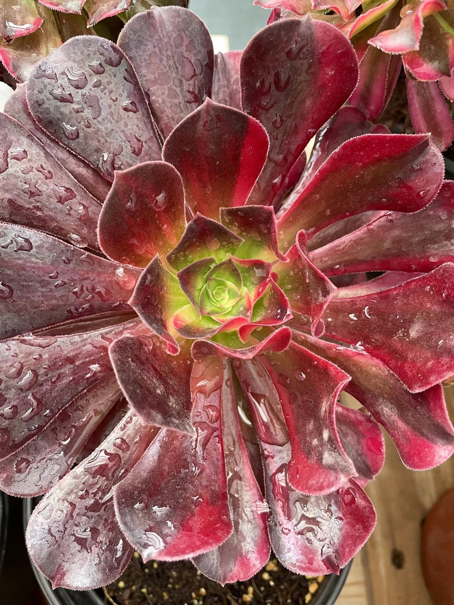 Aeonium Kilimanjaro – Suksy succulent city