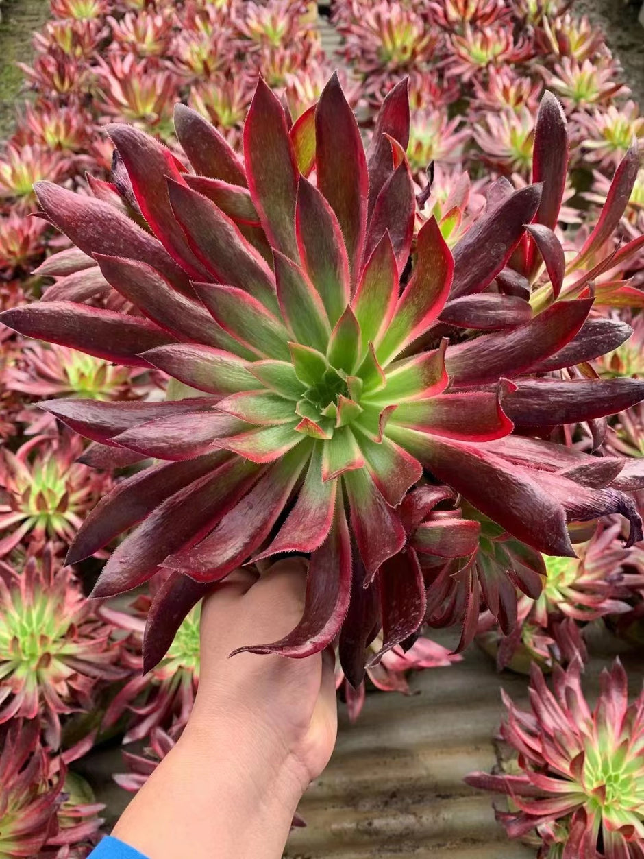 Aeonium Peacock (Black Magic variegated) – Suksy succulent city